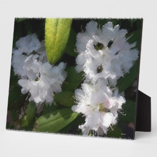 White Rhododenrons Struik Plaque Fotoplaat