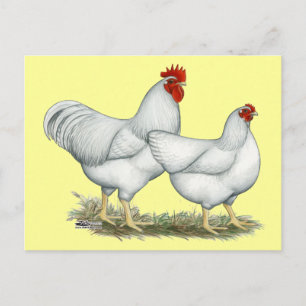 White Rock Chickens Briefkaart