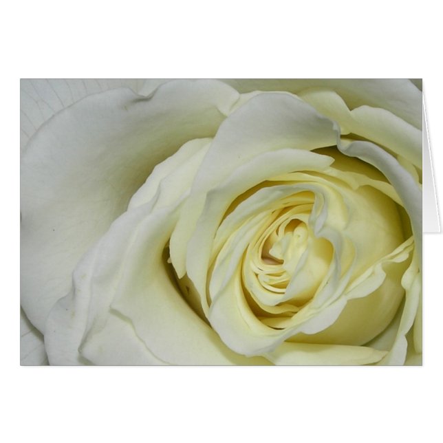 White Rose (Voorkant Horizontaal)