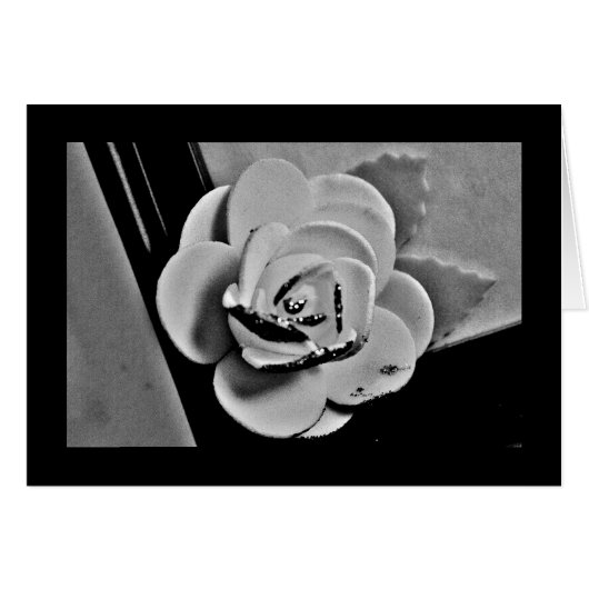 White Rose (Voorkant Horizontaal)