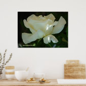 White Rose Ballerina Poster (Keuken)