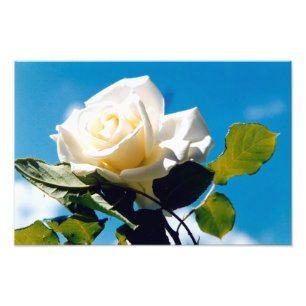 White Rose Beauty Foto Afdruk