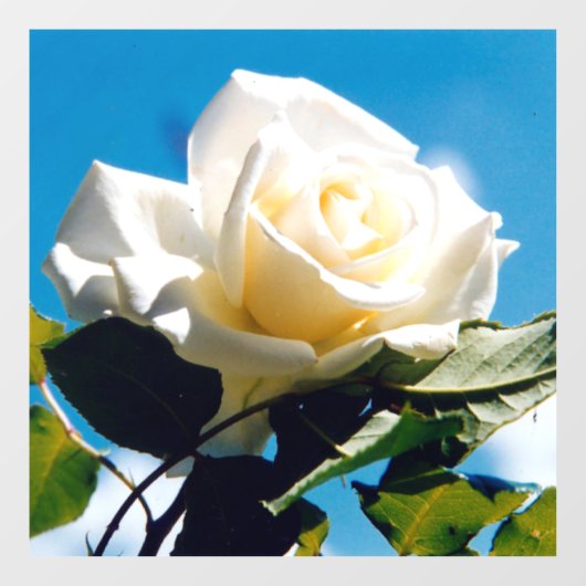 White Rose Beauty Raamsticker (Vel)
