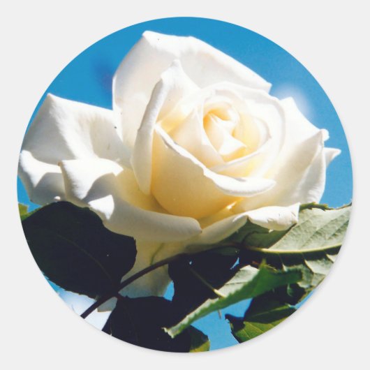White Rose Beauty Ronde Sticker (Voorkant)