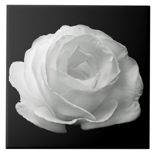 White Rose Black Background Ceramic Tile Tegeltje (Voorkant)