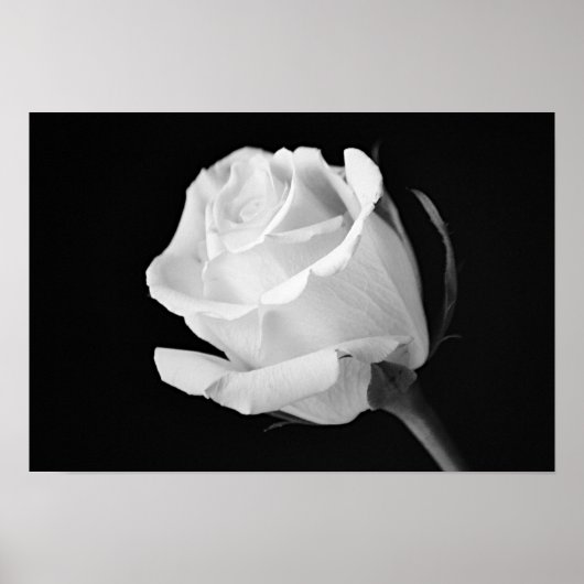 White Rose Black en White Photographic Art Print (Voorkant)