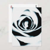 White Rose Briefkaart (Voorkant / Achterkant)