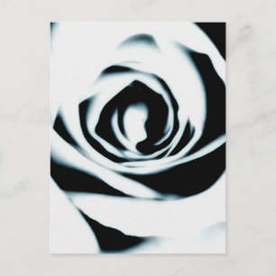 White Rose Briefkaart