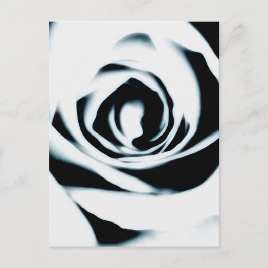 White Rose Briefkaart (Voorkant)
