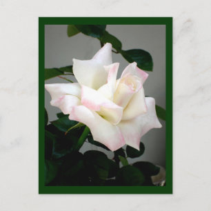 White Rose Briefkaart