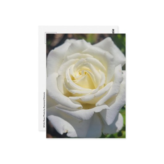 White Rose Briefkaart (Voorkant / Achterkant in situ)