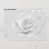 White Rose Briefkaart (Voorkant / Achterkant)