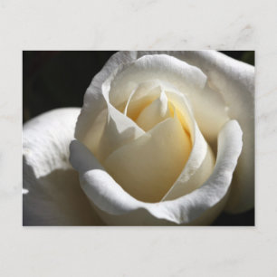 White Rose Briefkaart
