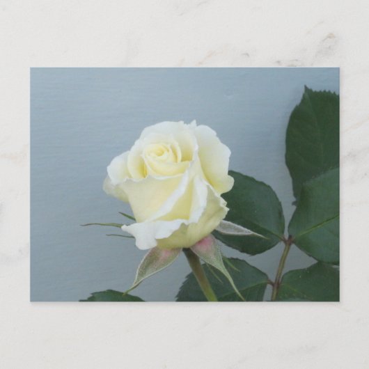 White Rose Briefkaart (Voorkant)