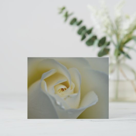 White Rose Briefkaart (Staand voorkant)