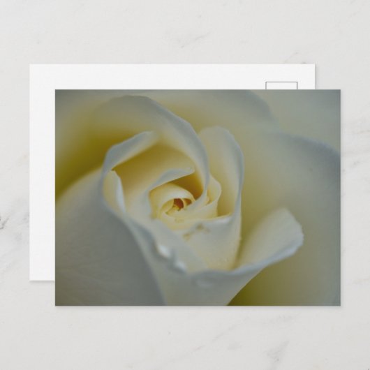 White Rose Briefkaart (Voorkant / Achterkant)