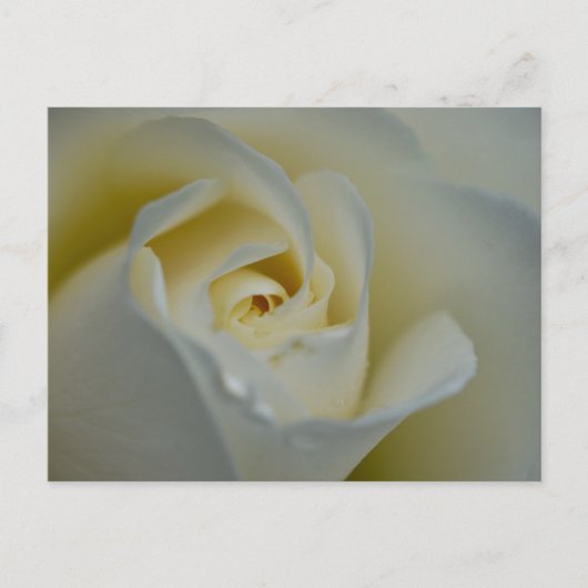 White Rose Briefkaart (Voorkant)