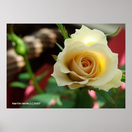 White Rose Bud Poster (Voorkant)
