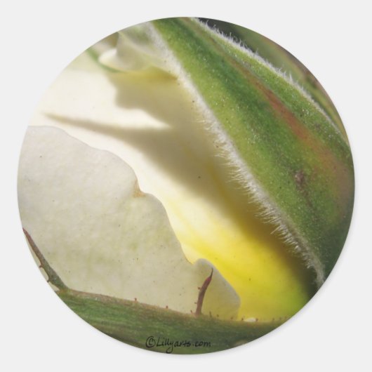 White Rose Bud Wedding Envelope Seal Ronde Sticker (Voorkant)