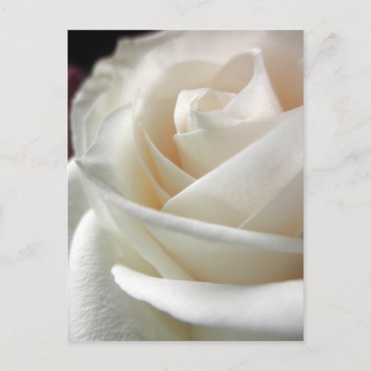 White Rose Floral Print Briefkaart (Voorkant)