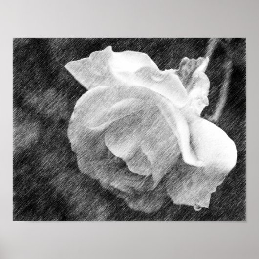 White Rose Flower Black Pencil Drawing Poster (Devant)