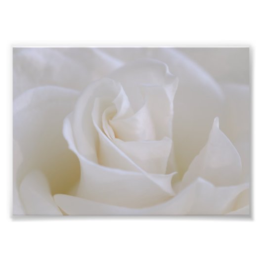 White Rose Flower foto Print Foto Afdruk (Voorkant)