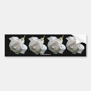 White Rose Flower Photo Bumpersticker