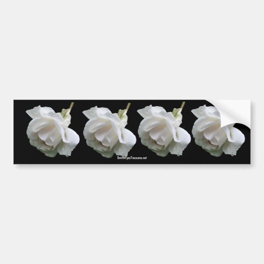 White Rose Flower Photo Bumpersticker (Voorkant)