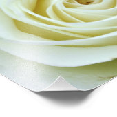 White Rose Foto Afdruk (Hoek)