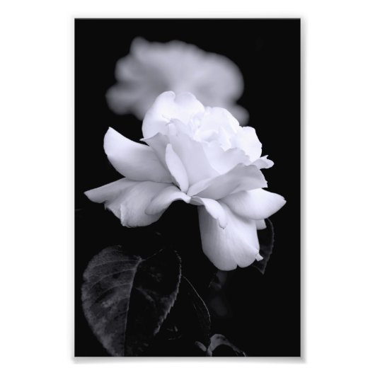 White Rose Foto Afdruk (Voorkant)