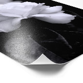 White Rose Foto Afdruk (Hoek)