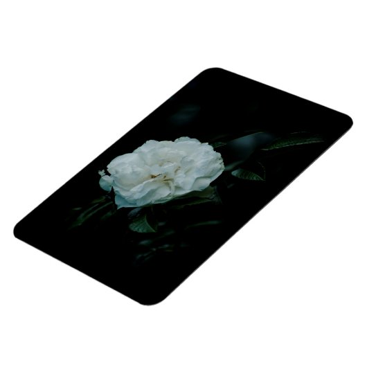 White Rose Magneet (Linkerzijde)