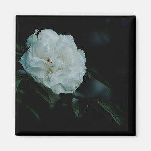 White Rose Magneet
