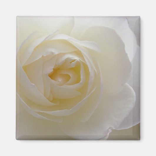 White Rose Magnet Flower Gifts Keepomwille Decor Magneet (Voorkant)