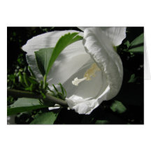 White Rose of Sharon