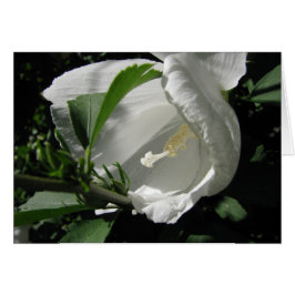 White Rose of Sharon