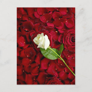 White Rose on Red Petals Briefkaart