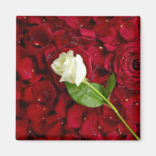 White Rose on Red Petals Magneet