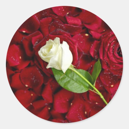 White Rose on Red Petals Ronde Sticker (Voorkant)