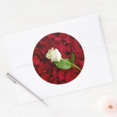 White Rose on Red Petals Ronde Sticker (Envelop)