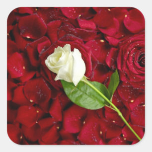 White Rose on Red Petals Vierkante Sticker