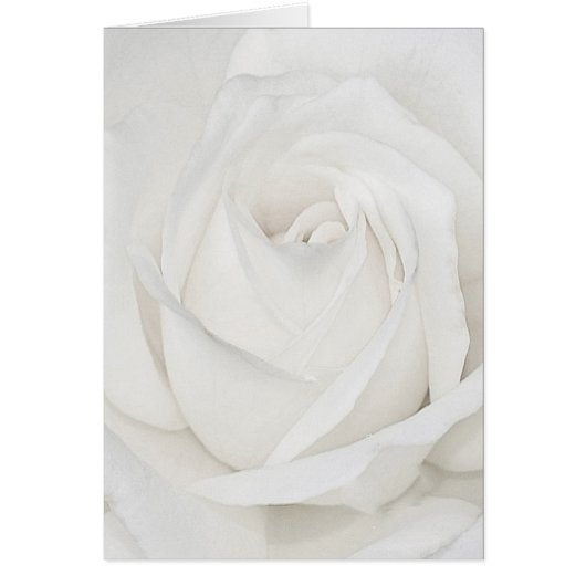 White Rose op je reis samen (Voorkant)