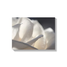 White Rose Petals Flower