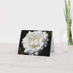 White Rose Photo Folded Note Kaart