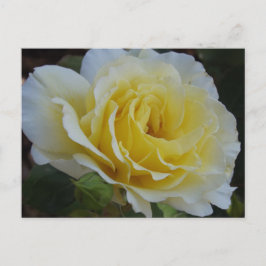 White rose Postcard Briefkaart