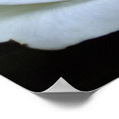 White Rose Poster (Hoek)