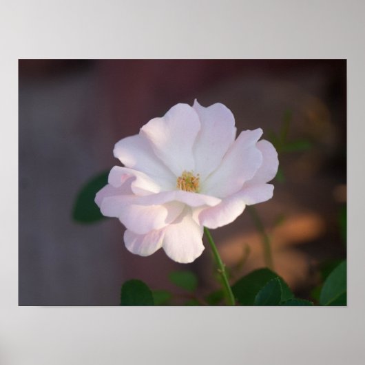 White Rose Poster (Voorkant)
