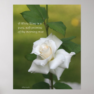 White Rose Poster: ROOS & PROSE 16x20 Poster