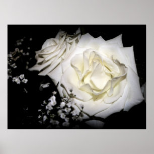 White Rose print