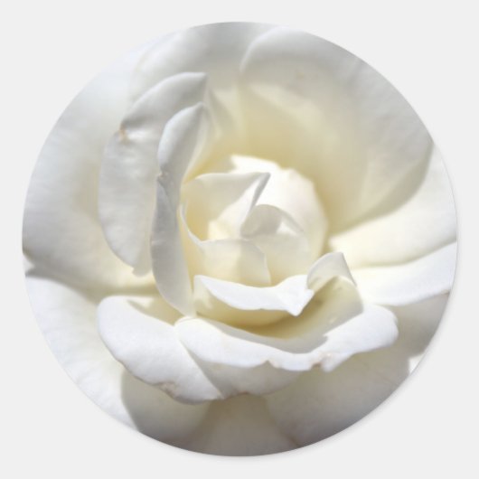 White Rose Ronde Sticker (Voorkant)